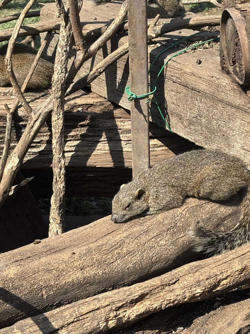 まるさんの横浜青葉温泉 喜楽里別邸のサ活写真