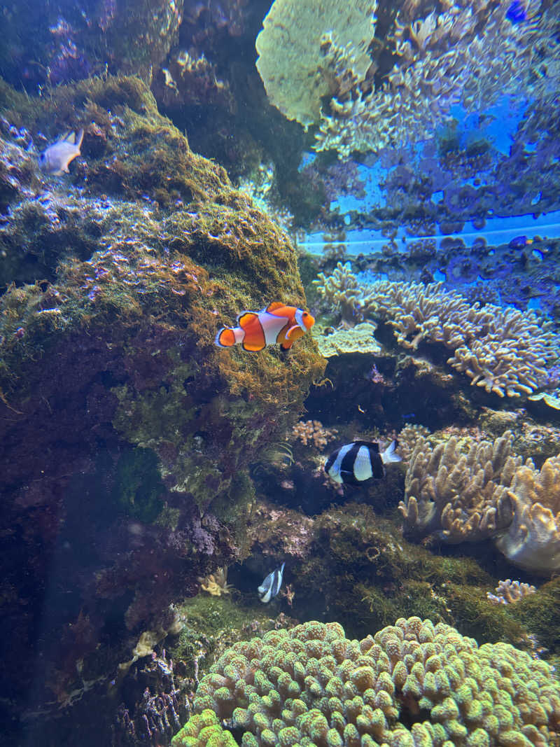 りこりさんの湯田上温泉  ホテル小柳 (oyanagi)のサ活写真