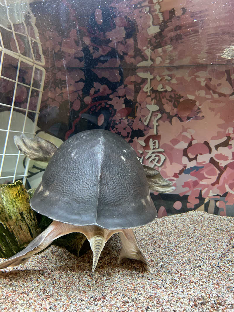 チョコビさんの松本湯のサ活写真