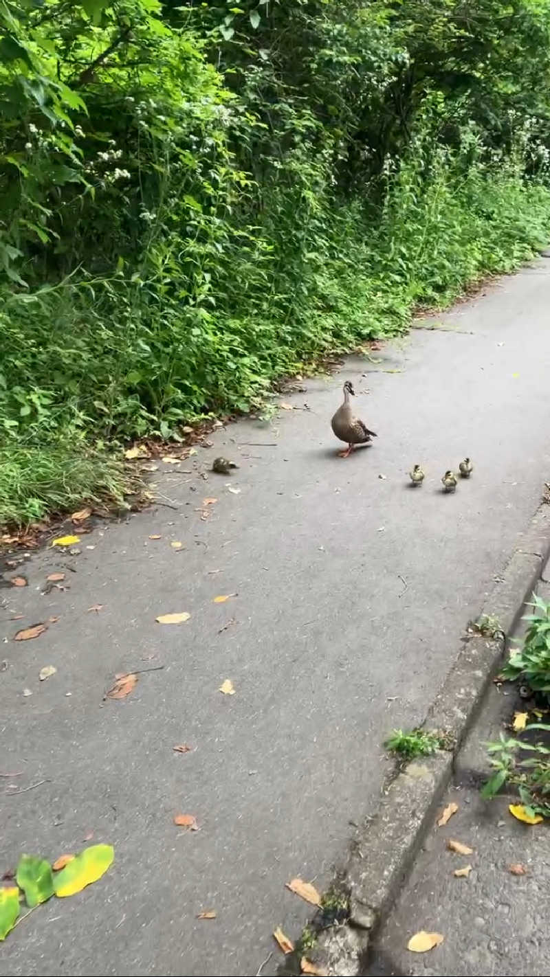 ツチコさんの星野温泉 トンボの湯のサ活写真