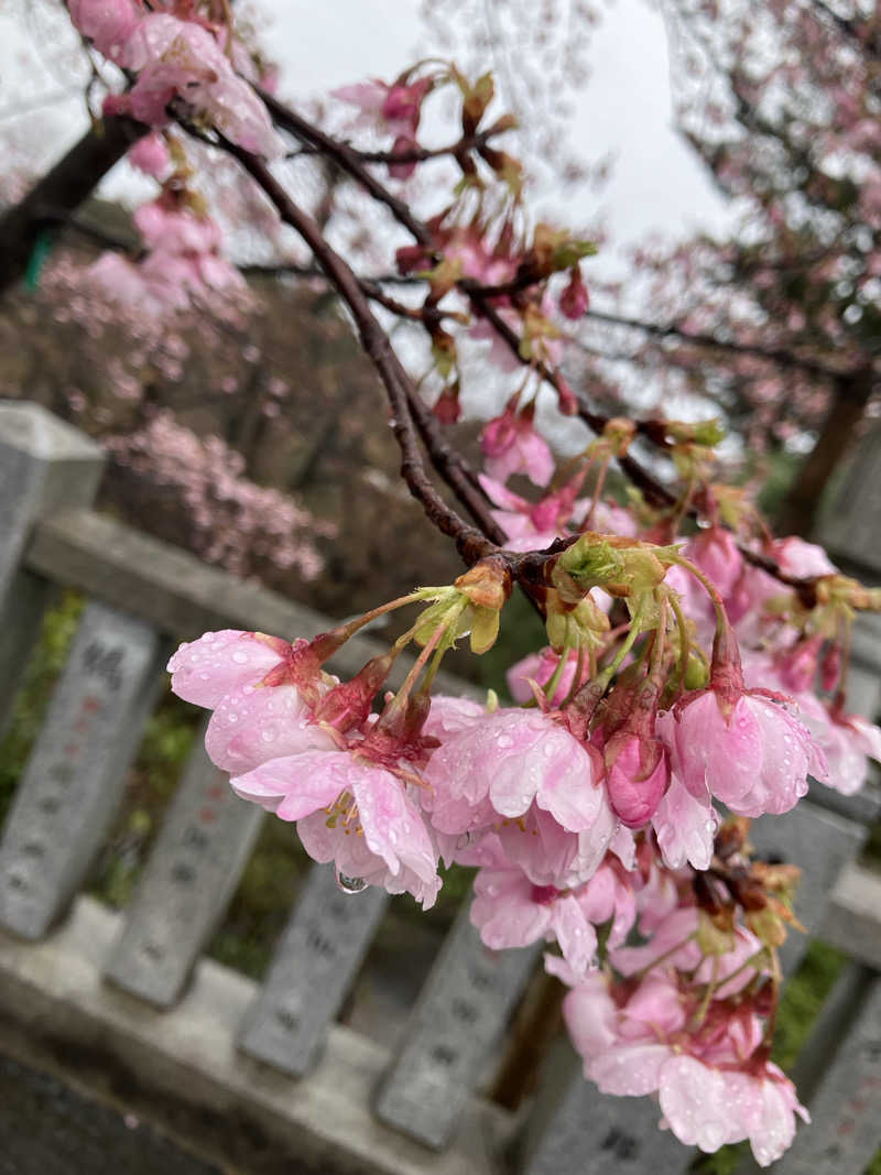 ツチコさんの観音山サウナ蒸寺のサ活写真