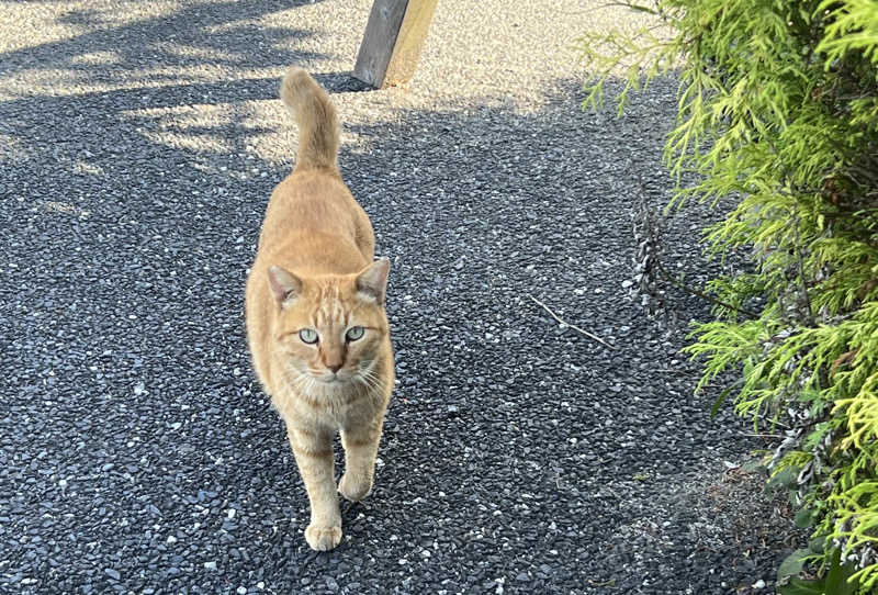 たかしさんの竜崎温泉ちどり 潮風の湯のサ活写真