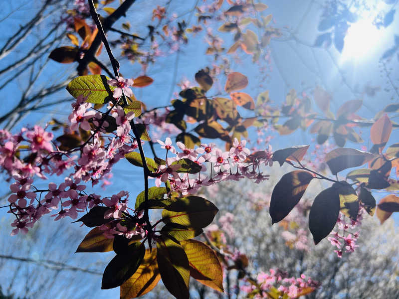 たかしさんの花の駅・片品 花咲の湯のサ活写真
