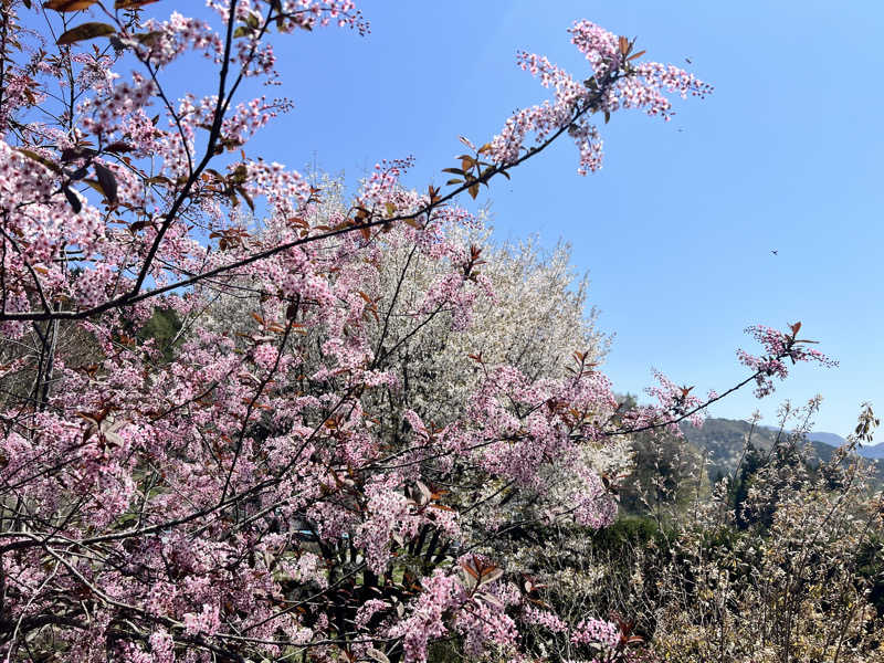 たかしさんの花の駅・片品 花咲の湯のサ活写真