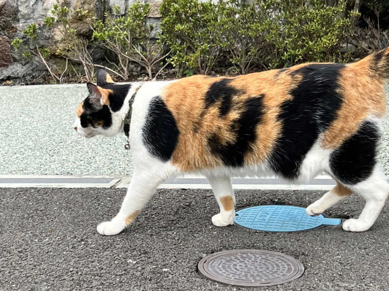 たかしさんの七沢荘のサ活写真