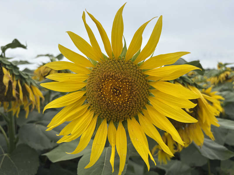 コンサポのホンダ（野良サウナー）さんの妹背牛温泉ペペルのサ活写真