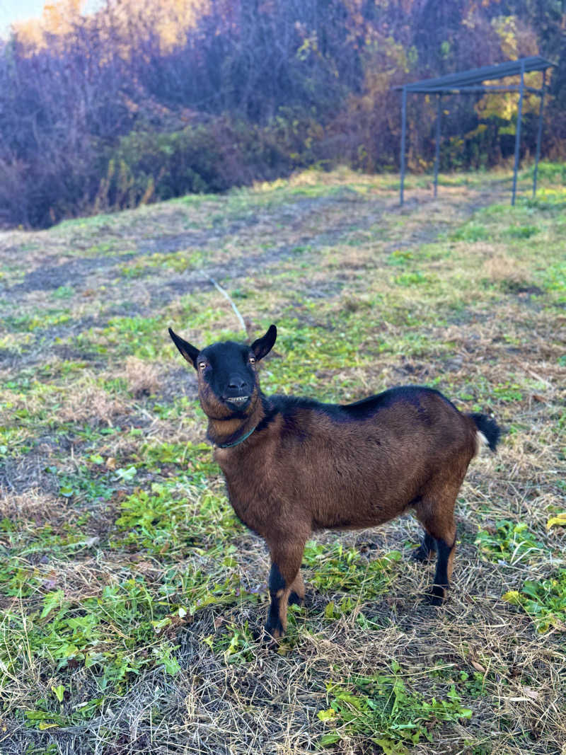 サウナベイビーTATAさんのDOMA SAUNAのサ活写真