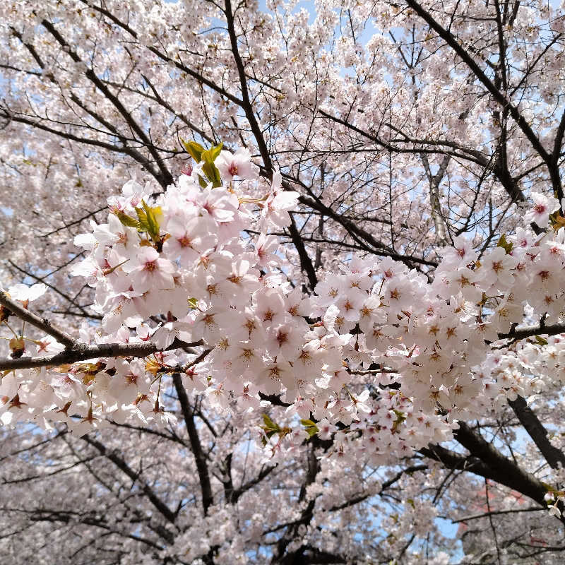 sakoさんのくりやま温泉 ホテルパラダイスヒルズのサ活写真