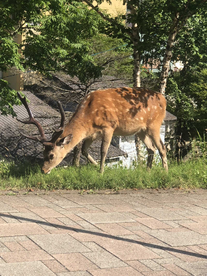sakoさんの登別万世閣のサ活写真