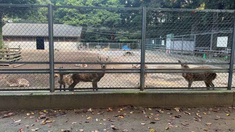 ちょくさんの鹿とサウナのサ活写真