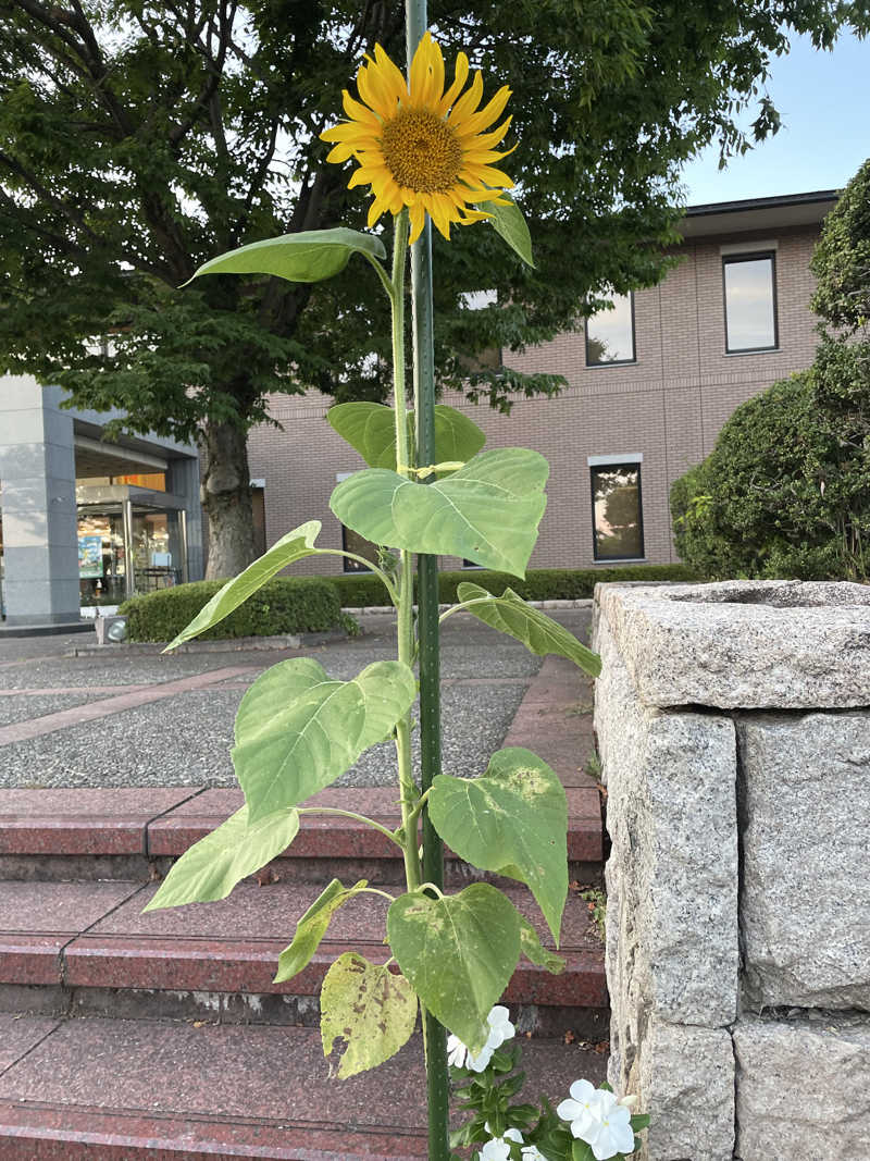 あさんの川北町役場 ふれあい健康センターのサ活写真