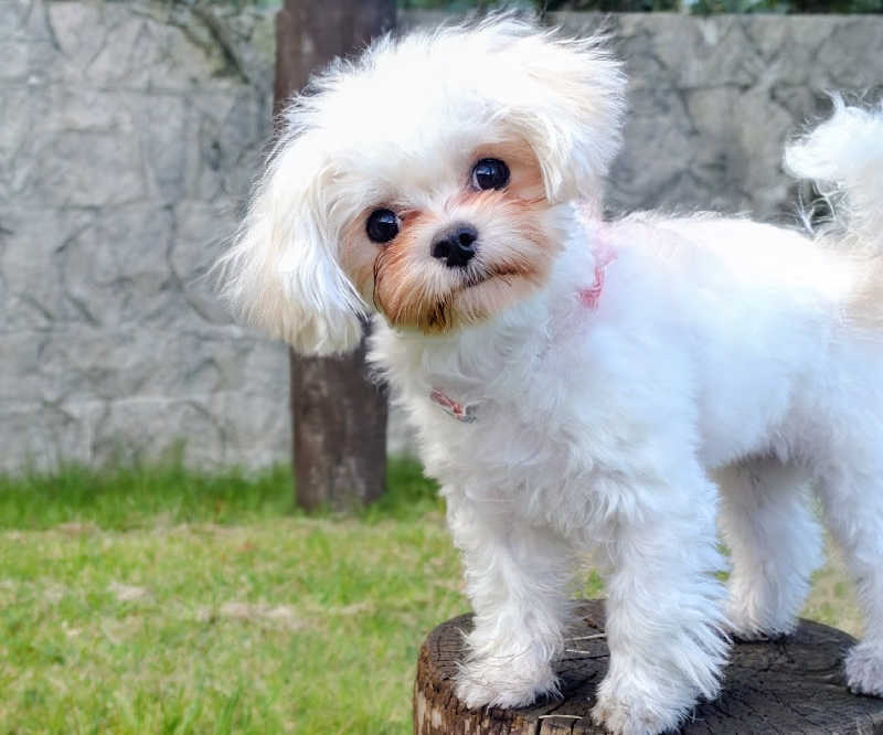 sa-tan♡さんの高畠町太陽館のサ活写真