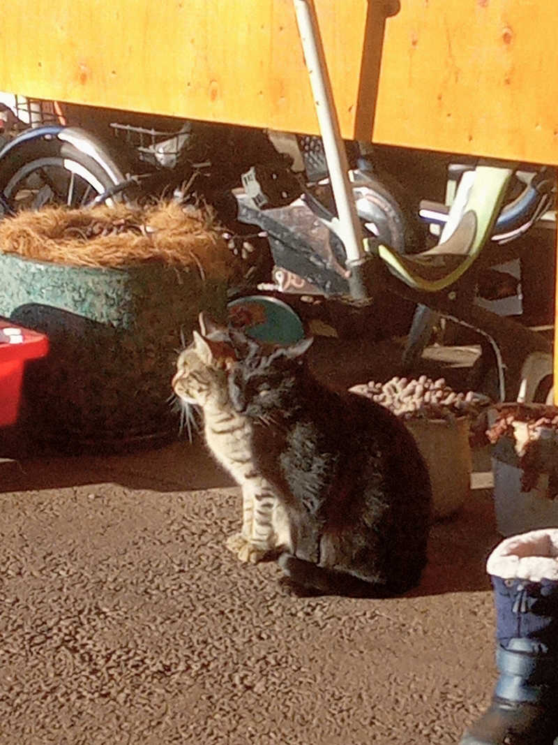 きぐまさんのスーパー銭湯 小山やすらぎの湯のサ活写真