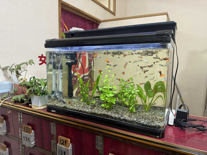 わいるどさんの元郷湯のサ活写真