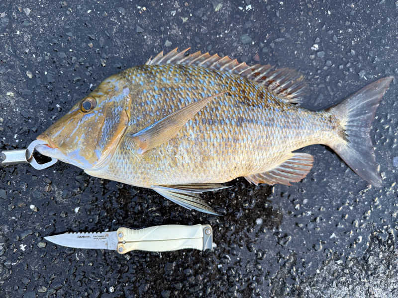 Jun51さんのねじめ温泉・ネッピー館のサ活写真