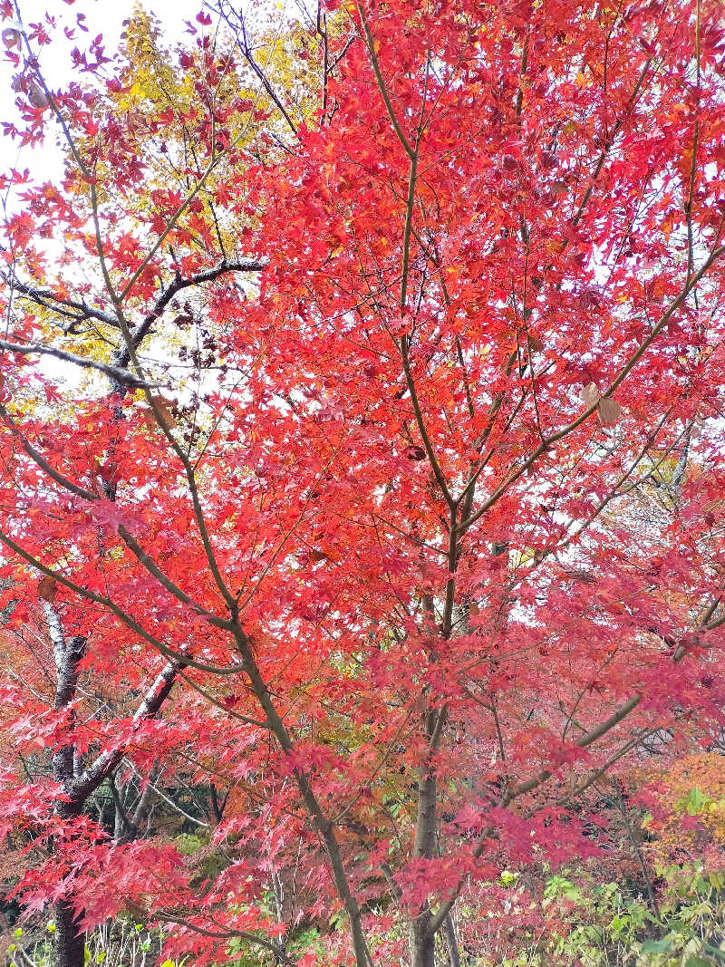 鬼灯812さんの御船山楽園ホテル  らかんの湯のサ活写真