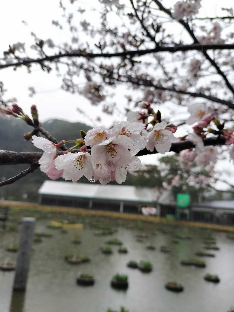 鬼灯812さんの輝泉の湯(柳川温泉ホテル 輝泉荘)のサ活写真