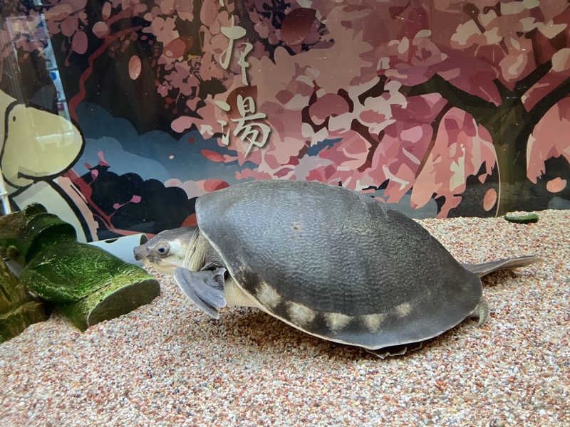 DarSmallさんの松本湯のサ活写真