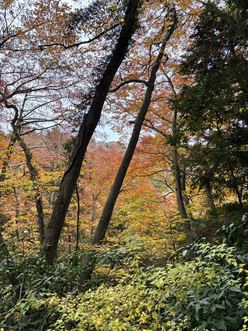 メシソン増田さんのTAKAO36SAUNAのサ活写真