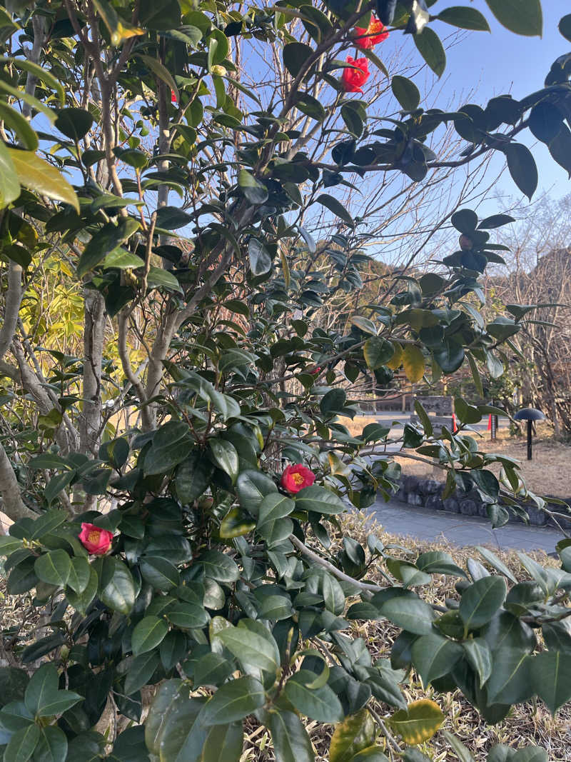 ぁみさんの田代の郷温泉 伊太和里の湯のサ活写真