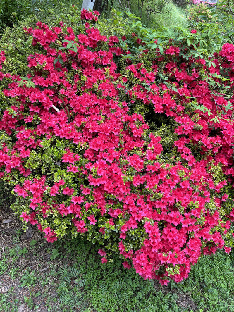 やーしんさんのスノーピーク鹿沼キャンプフィールド&スパのサ活写真