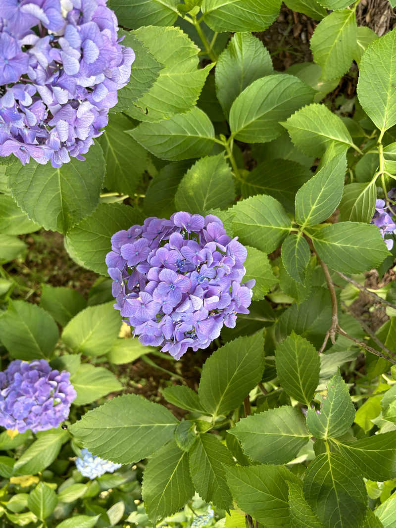やーしんさんのスパメッツァ おおたか 竜泉寺の湯のサ活写真