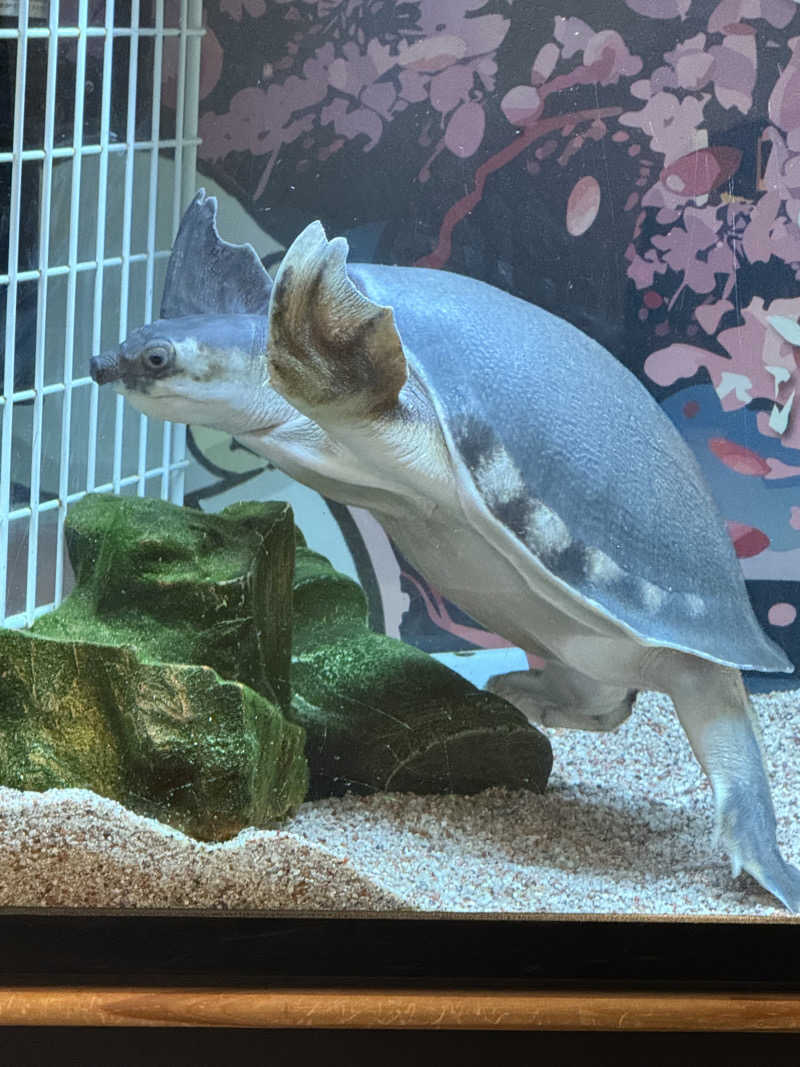 シカノヒトさんの松本湯のサ活写真