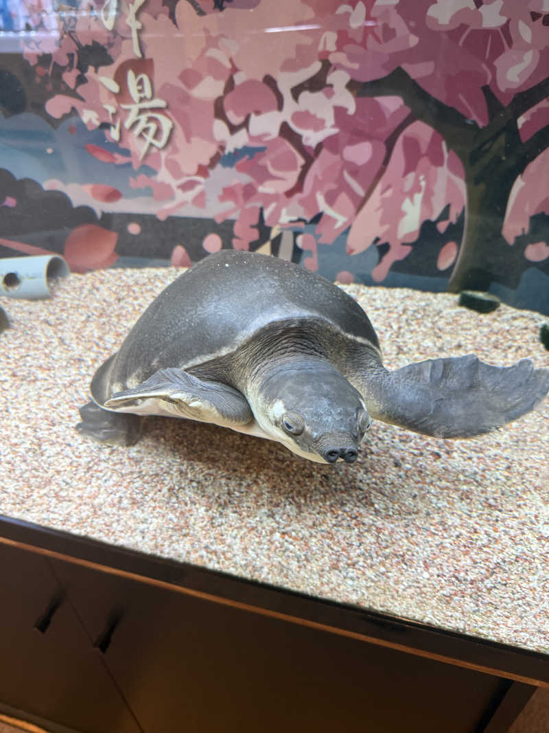 シカノヒトさんの松本湯のサ活写真