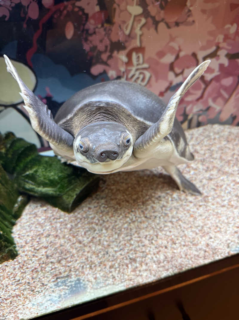 シカノヒトさんの松本湯のサ活写真