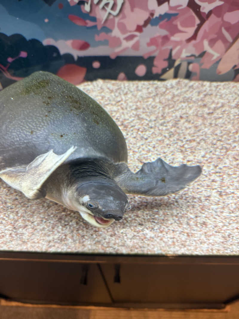 シカノヒトさんの松本湯のサ活写真