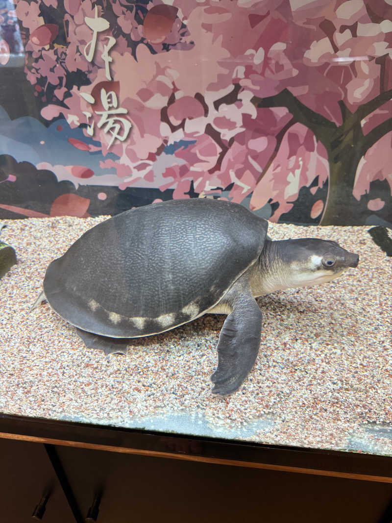 シカノヒトさんの松本湯のサ活写真