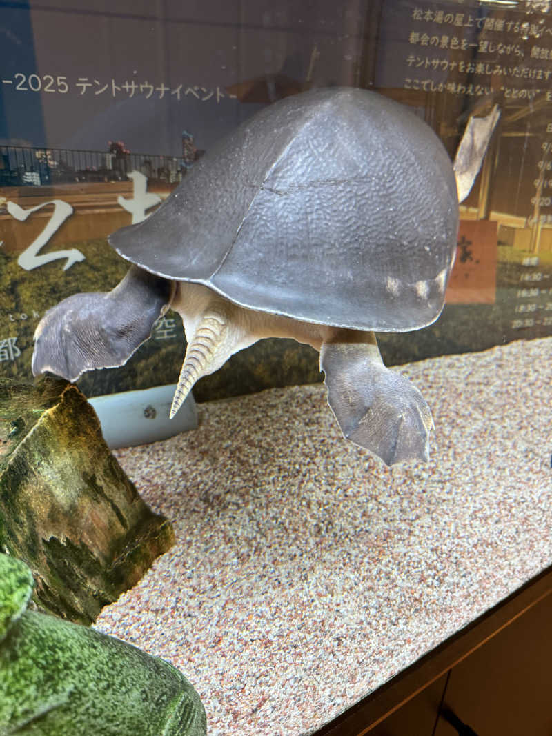 シカノヒトさんの松本湯のサ活写真