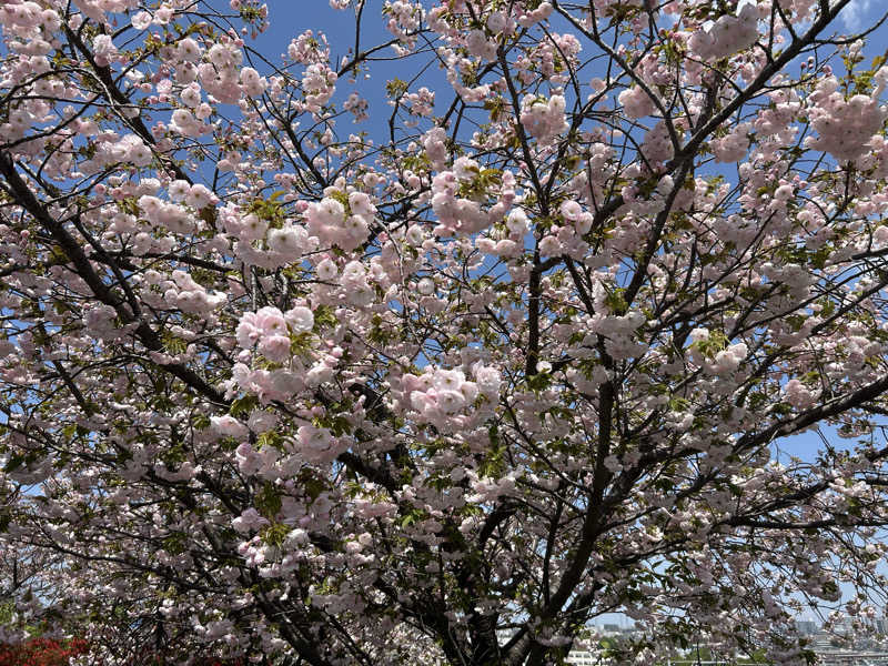 104さんの毎日サウナ 八王子店のサ活写真
