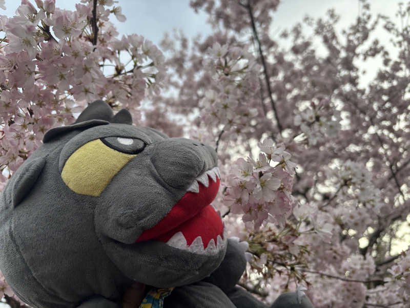 富士山さんの黄金湯のサ活写真