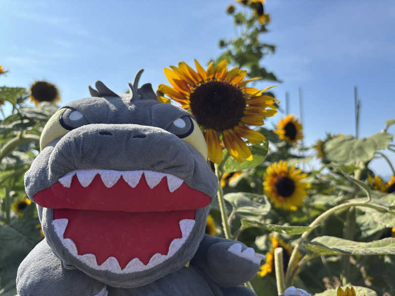 富士山さんの海と夕日の湯のサ活写真