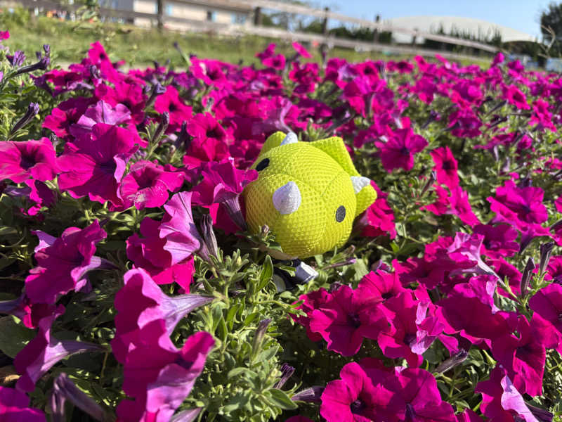 富士山さんの海と夕日の湯のサ活写真