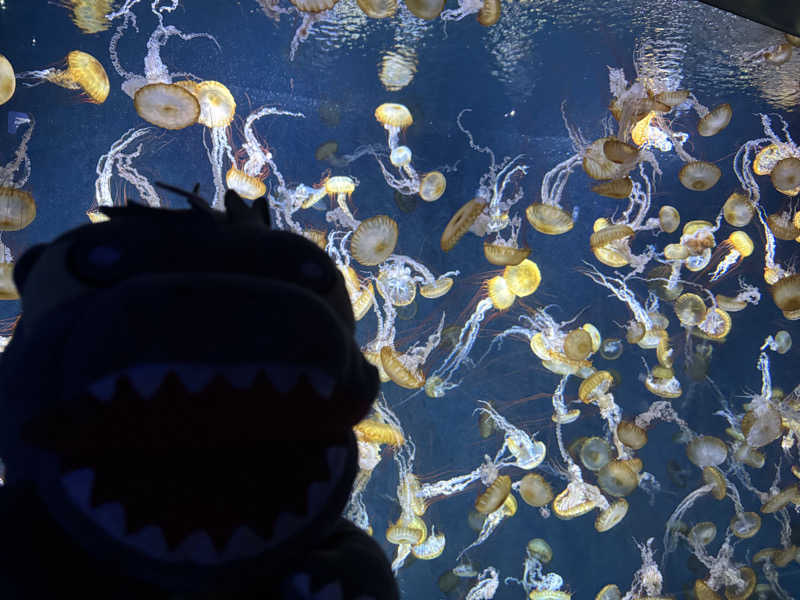 富士山さんの湘南RESORT SPA 竜泉寺の湯 湘南茅ヶ崎店のサ活写真