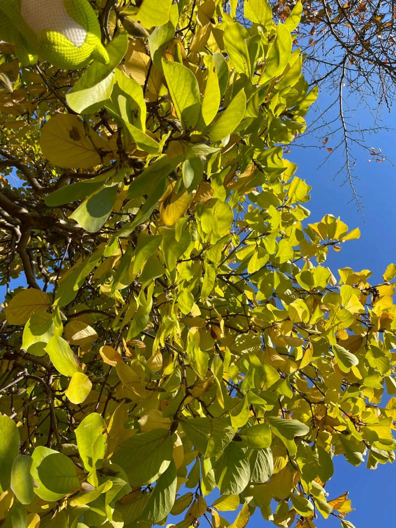 富士山さんの四日市温泉 おふろcafé 湯守座のサ活写真