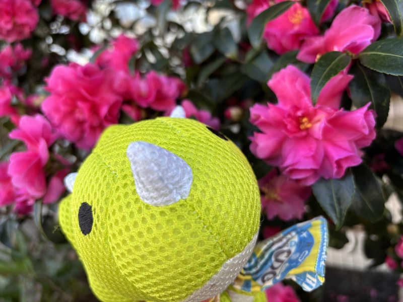 富士山さんの亀遊舘のサ活写真