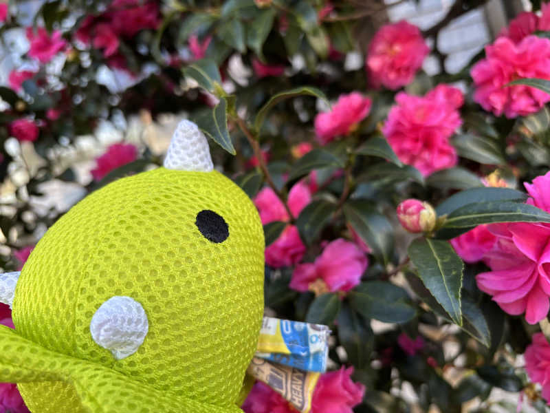 富士山さんの亀遊舘のサ活写真