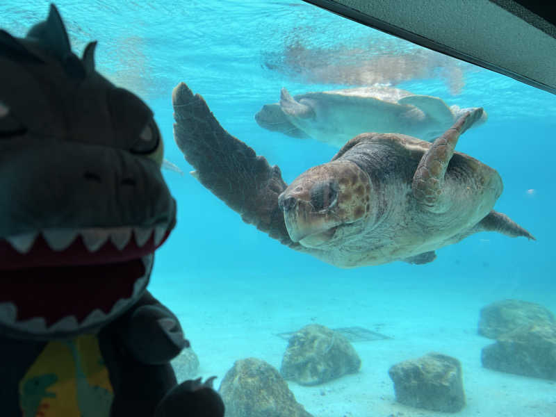 富士山さんの沖縄健康サウナのサ活写真