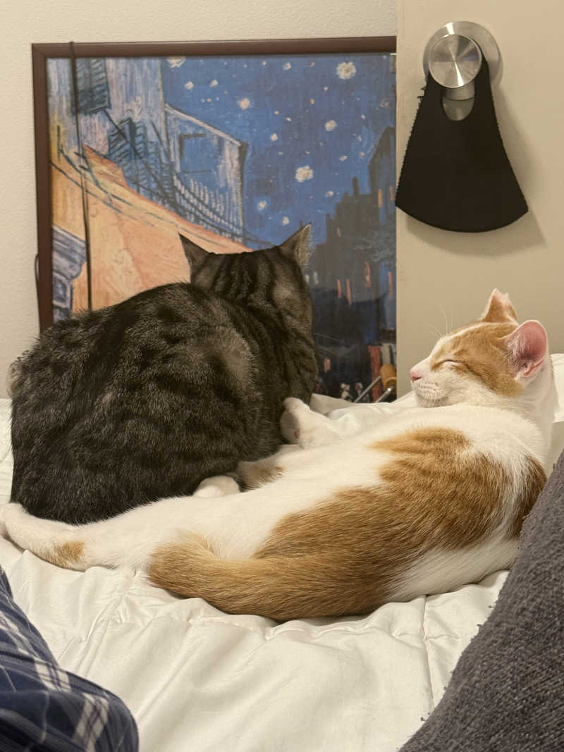 国分寺　太郎さんのおふろの王様 花小金井店のサ活写真