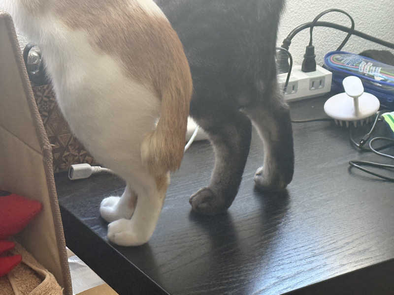 国分寺　太郎さんのおふろの王様 花小金井店のサ活写真