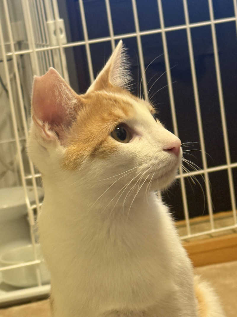 国分寺　太郎さんのおふろの王様 花小金井店のサ活写真