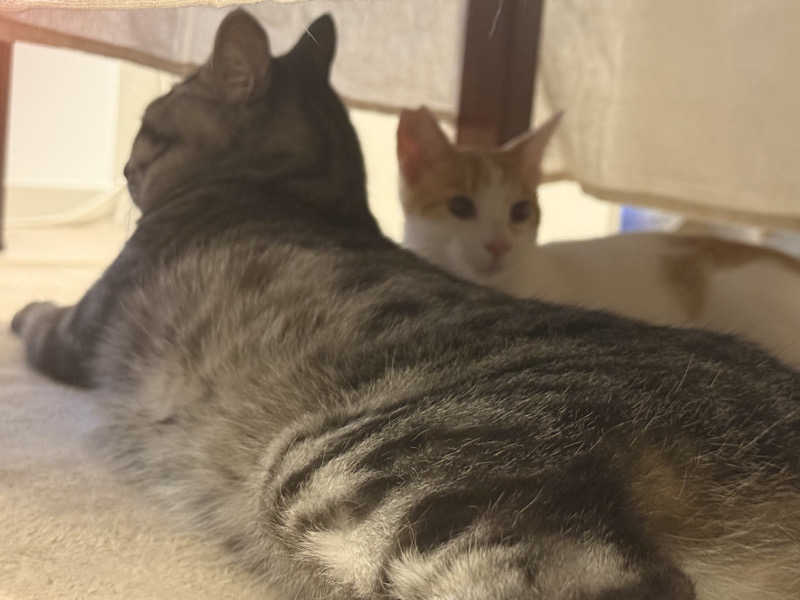 国分寺　太郎さんのおふろの王様 花小金井店のサ活写真