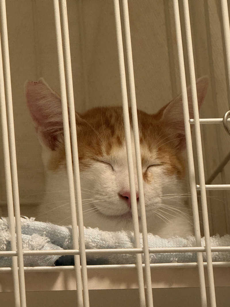 国分寺　太郎さんのおふろの王様 花小金井店のサ活写真