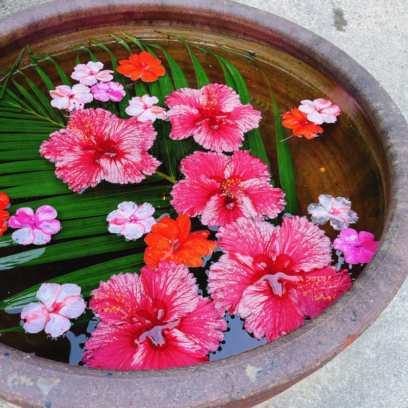 サウちゃんさんの亜熱帯サウナのサ活写真