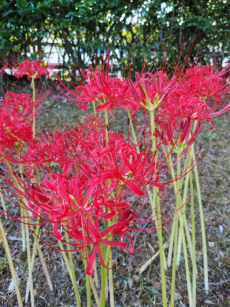 （モリシ）さんの椿交流館 椿温泉こまつのサ活写真