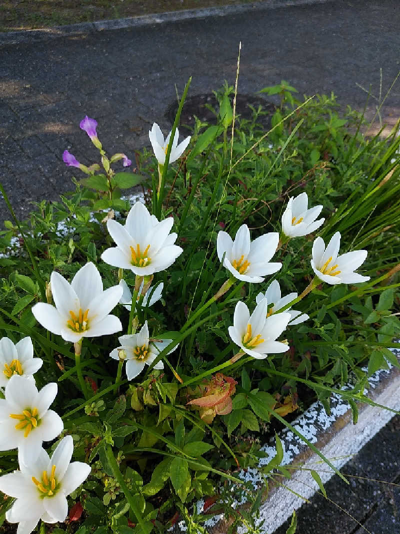 （モリシ）さんの椿交流館 椿温泉こまつのサ活写真