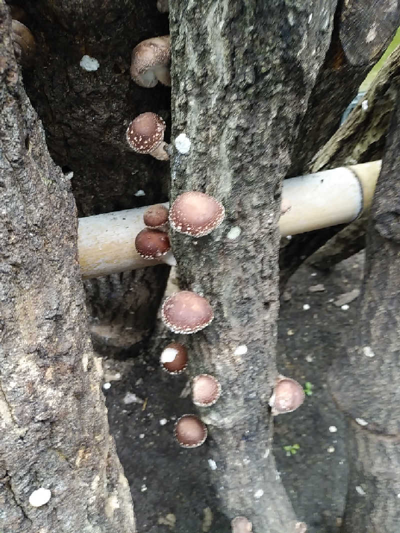 （モリシ）さんの湯ノ浦温泉四季の湯ビア工房のサ活写真